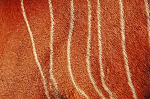 Lowland bongo, bongo antelope (Tragelaphus eurycerus)