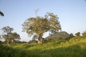 Lowland dry forest vegetation, Hurulu Eco Park biosphere reserve