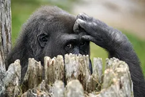 Lowland gorilla (Gorilla gorilla)