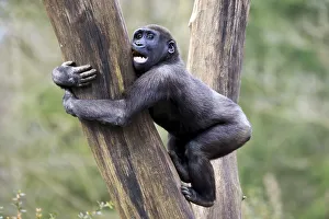 Lowland gorilla (Gorilla gorilla), Captive