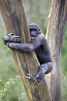 Lowland gorilla (Gorilla gorilla), Captive