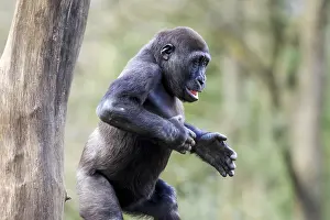 Lowland gorilla (Gorilla gorilla), Captive