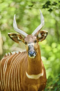 Lowland nyala (Tragelaphus angasii)