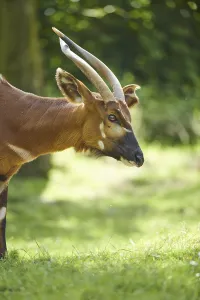 Lowland nyala (Tragelaphus angasii)
