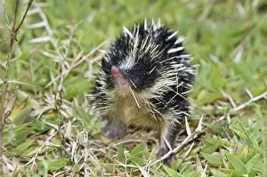 Lowland streaked tenrec (Hemicentetes semispinosus)