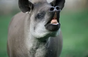 Lowland Tapir (Tapirus terrestris)