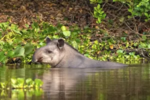 Lowland tapir (Tapirus terrestris)