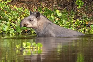 Lowland tapir (Tapirus terrestris)