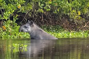 Lowland tapir (Tapirus terrestris)