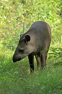 Lowland tapir (Tapirus terrestris)