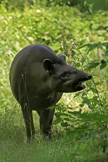 Lowland tapir (Tapirus terrestris)