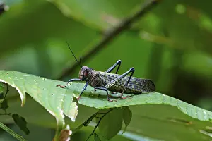 Lubber Grasshopper (Taeniopoda Maxima)