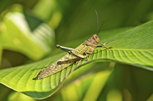 Lubber Grasshopper (Taeniopoda maxima) perched on a leaf in the rainforest of Costa Rica