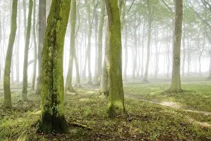 Lucent forest with fog