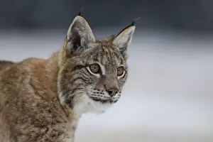 Luchs, Lynx lynx, Eurasian lynx