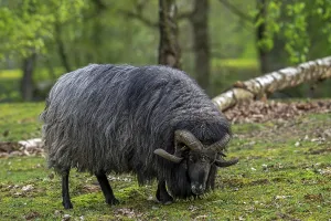 Lueneburger Heidschnucke, German Grey Heath ram