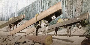 A lumber pack, Colorado, United States of America