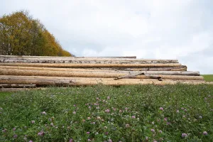 Framed Print : Lumber wood industry, environmental Framed Print : Lumber wood industry, environmental