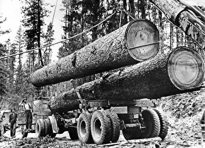 Lumberjacka, 1930s, thick tree trunks on trailer