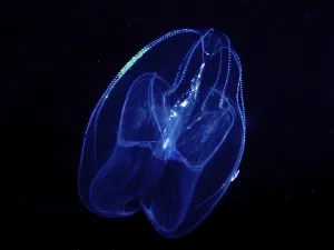 A luminous jellyfish, lobed ribbed jellyfish (Leucothea multicornis)