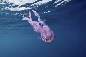 Luminous jellyfish (Pelagia noctiluca) in pale pink in the deep blue sea