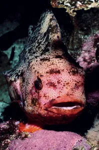 Lumpsucker (Cyclopterus lumpus)