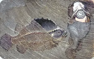 Lumpsucker (Cyclopterus lumpus), c