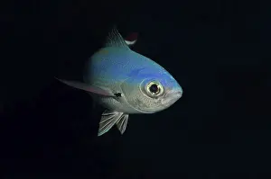 Lunar Fusilier, Blue Fusilier, Moon FusilieR