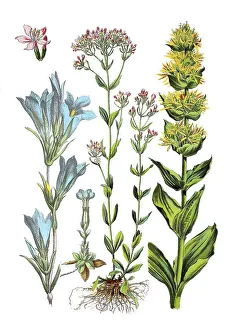 Lung gentian, Gentiana pneumonanthe (left)