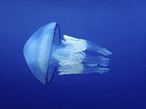 Lung jellyfish (Rhizostoma pulmo)