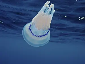 Lung jellyfish (Rhizostoma pulmo)