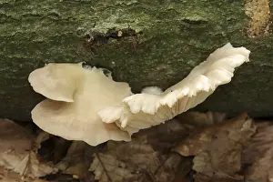 Lung mushroom or indian oyster (Pleurotus pulmonarius)
