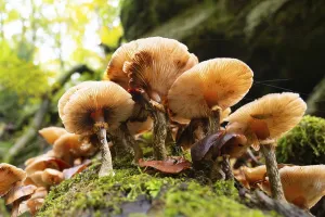 Lung oyster mushroom growing on a moss covered tree trunk
