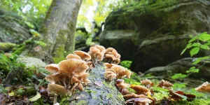 Lung oyster mushroom growing on a moss covered tree trunk
