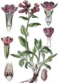 Lungwort (Pulmonaria officinalis)
