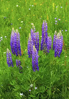 Lupines, Lupinus, Multileaf Lupine