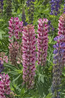 Lupins (Lupinus), Allgau, Swabia
