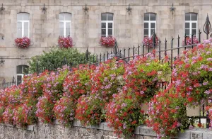 Lush floral decoration, Hotel de ville