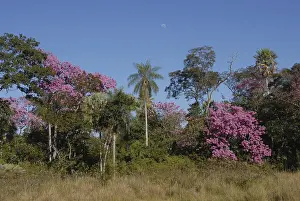 Lush flowerage of the pink trumpet tree (Tabebuia heptaphylla)