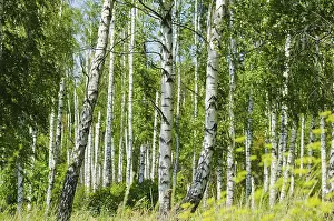 Lush foliage of summer birch forest