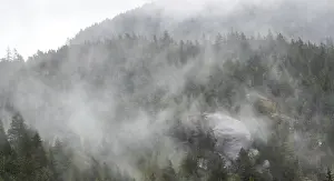 Framed Print : Lush forest covered in mist and fog