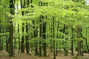 A lush forest filled with vibrant green trees