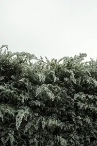 Lush green bushes stretch upward