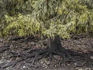 A lush, green fir tree with expansive