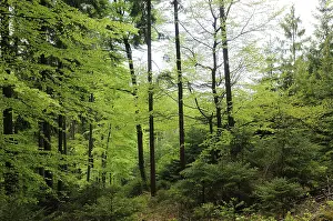 A lush green forest with bright leaves and dense undergrowth