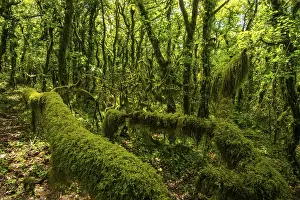 A lush, green forest densely covered with verdant moss
