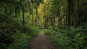 A lush green forest trail winds through thick foliage under tall