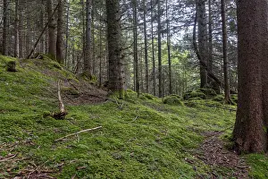 Lush green moss and needle-covered ground in a dense coniferous forest