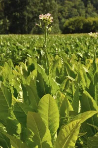 Lush green tobacco plants in a sunny field with a clear blue sky