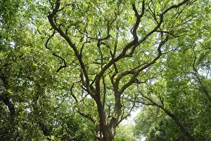 Category Historic EN Prints: Lush green trees in Bhimashankar wildlife sanctuary in Pune District